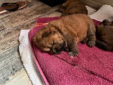 Chow Chow de couleur fauve