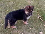 Chiot Berger Allemand à Poil Long femelle à vendre