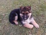Chiot Berger Allemand à Poil Long femelle à vendre