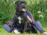 Etalon Cane Corso LOF coté 3 disponible pour saillie