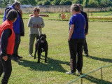 Etalon Cane Corso LOF coté 3 disponible pour saillie