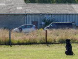 Etalon Cane Corso LOF coté 3 disponible pour saillie