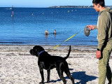 Etalon Cane Corso LOF coté 3 disponible pour saillie