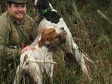Etalon Pointer fauve LOF disponible pour saillie
