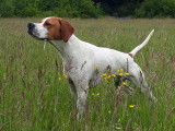 Etalon Pointer fauve LOF disponible pour saillie