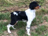 Etalon Epagneul Breton tricolore LOF de chasse disponible pour saillie