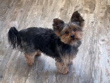 De type Bichon Yorkie disponible pour saillie