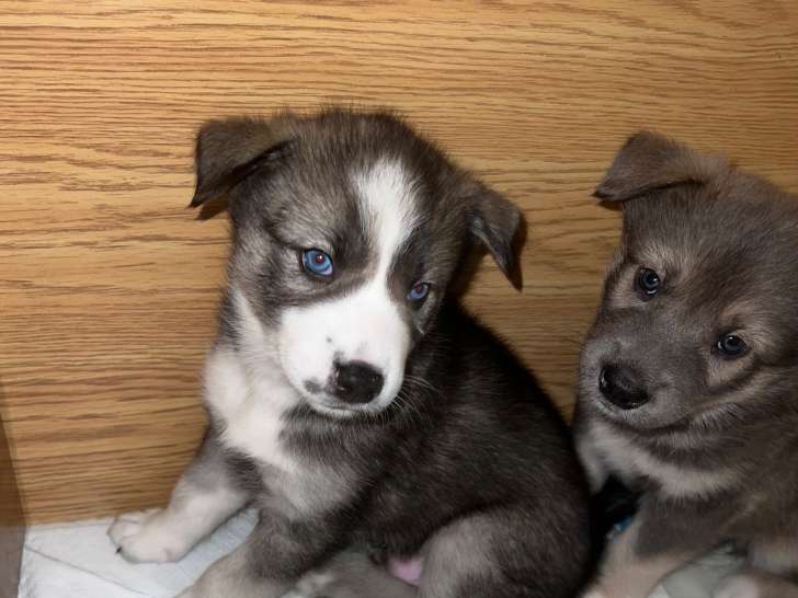 Chiots Malamutes croisés Alaskan à vendre