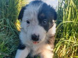 2 chiots Border Collie à réserver, mâles tricolores LOF