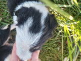 2 chiots Border Collie à réserver, mâles tricolores LOF