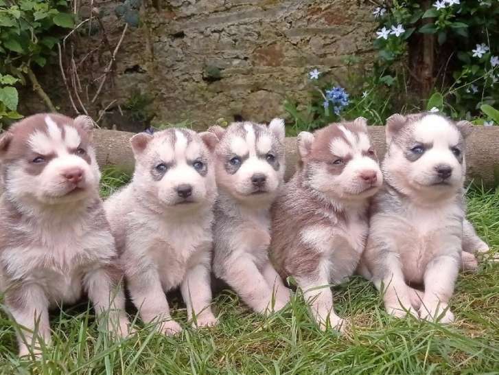 À réserver : 5 chiots Huskies Sibériens, 4 mâles et 1 femelle LOF