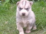 À réserver : 5 chiots Huskies Sibériens, 4 mâles et 1 femelle LOF