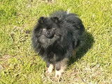 &Agrave; vendre : un chiot Spitz Allemand m&acirc;le noir LOF
