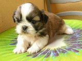 &Agrave; r&eacute;server : un chiot Shih Tzu LOF tricolore m&acirc;le