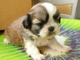 &Agrave; r&eacute;server : un chiot Shih Tzu LOF tricolore m&acirc;le