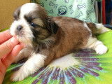 &Agrave; r&eacute;server : un chiot Shih Tzu LOF tricolore m&acirc;le