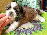 &Agrave; r&eacute;server : un chiot Shih Tzu LOF tricolore m&acirc;le