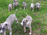 &Agrave; r&eacute;server, 10 chiots Whippets LOF bleu cendr&eacute;