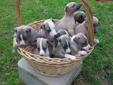 &Agrave; r&eacute;server, 10 chiots Whippets LOF bleu cendr&eacute;