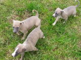 &Agrave; r&eacute;server, 10 chiots Whippets LOF bleu cendr&eacute;