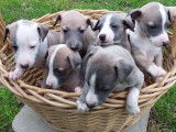 &Agrave; r&eacute;server, 10 chiots Whippets LOF bleu cendr&eacute;
