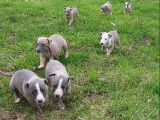 &Agrave; r&eacute;server, 10 chiots Whippets LOF bleu cendr&eacute;