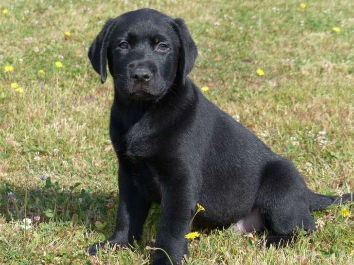 À vendre : 3 chiots Labradors Retrievers LOF noirs
