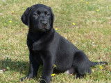 À vendre : 3 chiots Labradors Retrievers LOF noirs