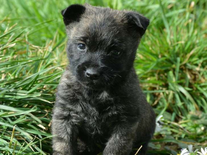 Vente d’un chiot Cairn Terrier bringé mâle LOF