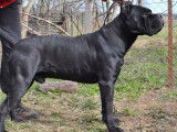 Un chiot Cane Corso noir à vendre, mâle LOF
