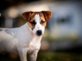 Un chiot Jack Russell LOF à vendre, femelle tricolore