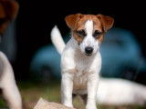 Un chiot Jack Russell LOF à vendre, femelle tricolore