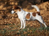 Un chiot Jack Russell LOF à vendre, femelle tricolore