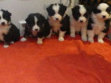 À réserver, 7 chiots Bergers Australiens LOF