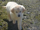 Vente de 2 chiots Golden Retrievers, couleur sable, mâles LOF