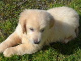 Vente de 2 chiots Golden Retrievers, couleur sable, mâles LOF