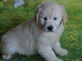 Vente de 2 chiots Golden Retrievers, couleur sable, mâles LOF