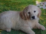 Vente de 2 chiots Golden Retrievers, couleur sable, mâles LOF