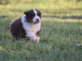 8 chiots Bergers Australiens non LOF &agrave; vendre