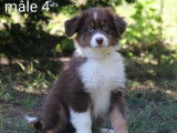 Dispo de suite Dynamiques chiots Berger Australien LOF à vendre
