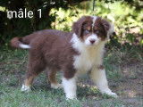 Dispo de suite Dynamiques chiots Berger Australien LOF à vendre