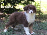 Dispo de suite Dynamiques chiots Berger Australien LOF à vendre