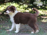 Dispo de suite Dynamiques chiots Berger Australien LOF à vendre