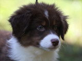 Dispo de suite Dynamiques chiots Berger Australien LOF à vendre