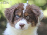 Dispo de suite Dynamiques chiots Berger Australien LOF à vendre