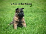 Chiots Berger Belge Tervueren LOF à vendre