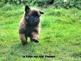 Chiots Berger Belge Tervueren LOF à vendre