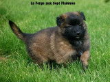 Chiots Berger Belge Tervueren LOF à vendre