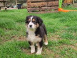 Chiots Bergers Australiens non LOF