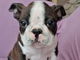Un chiot mâle Boston Terrier marron et blanc LOF à vendre